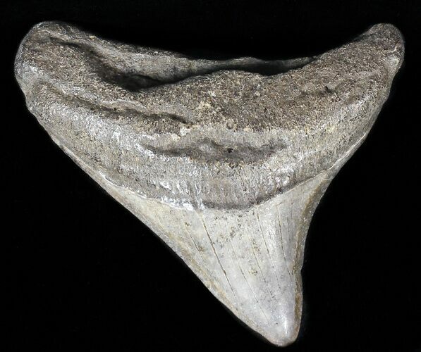 Juvenile Megalodon Tooth #56589